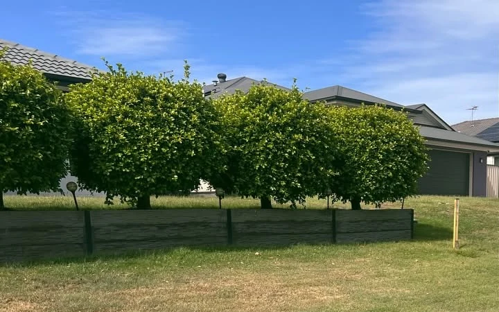 Rounded front-garden shrubs before hedge shaping in Ipswich