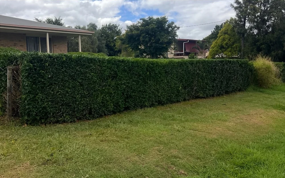 The same front boundary hedge after hedge trimming in Ipswich