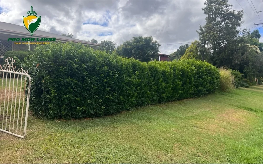 Overgrown front boundary hedge before hedge trimming in Ipswich